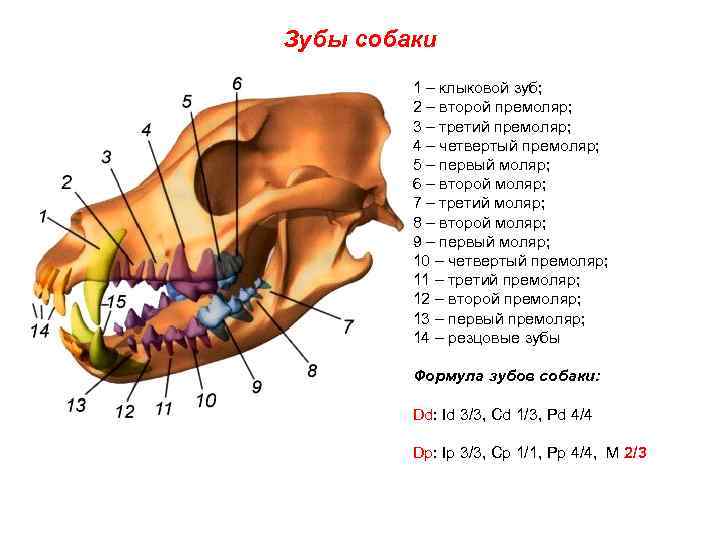Зубы собаки: формула, схема, строение челюсти