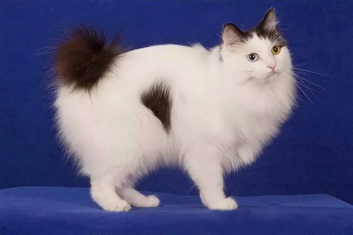 Японский бобтейл (кошка): описание породы и характера