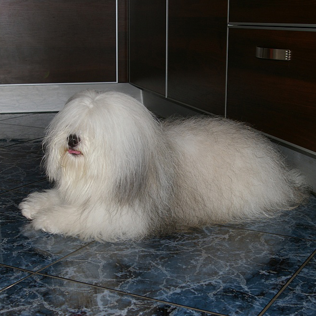 Одис (Одесская Домашняя Идеальная Собака)