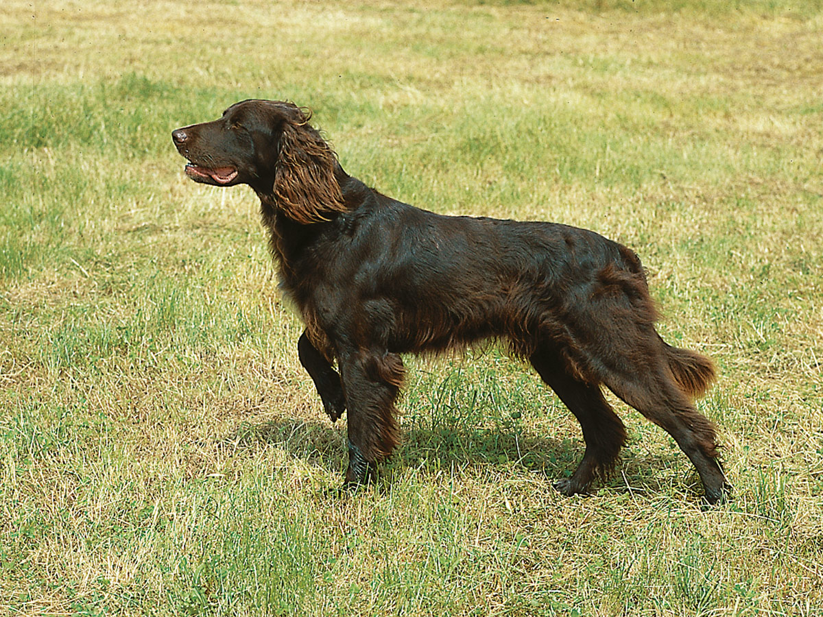 Высокоинтеллектуальные охотничьи собаки: немецкие лангхаары