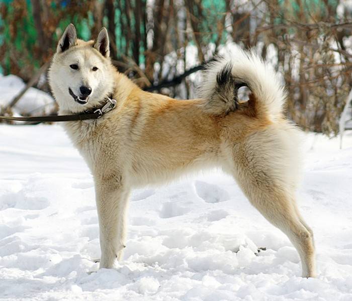 Западно-сибирская лайка — универсальный охотник с внешностью волка