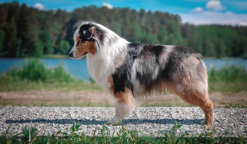 Австралийская овчарка аусси: описание породы собак