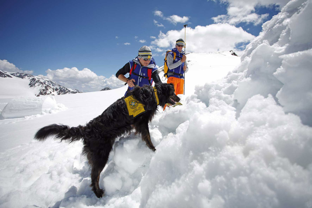 Какие собаки помогают спасать альпинистов: порода