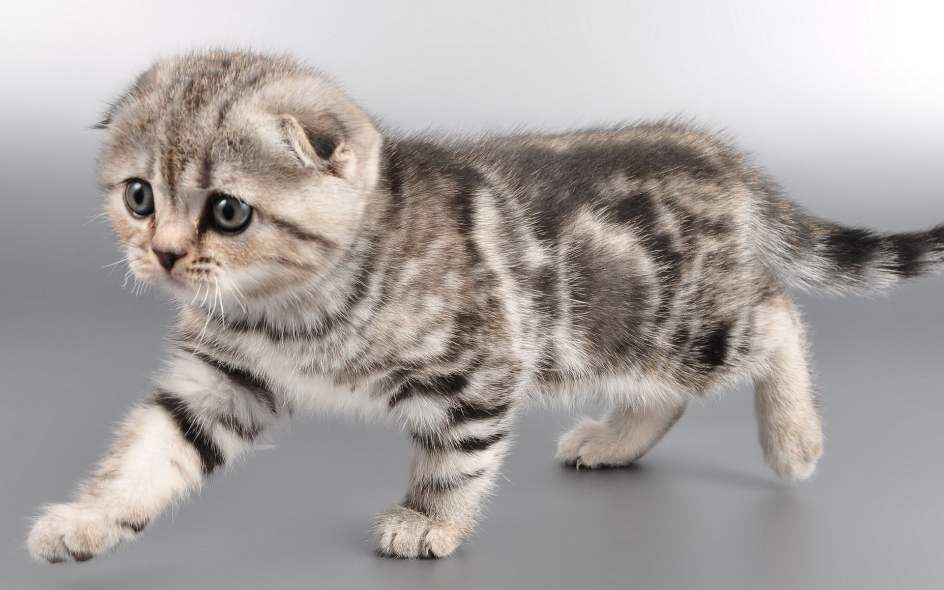 Порода скоттиш-фолд: достоинства вислоухих кошек