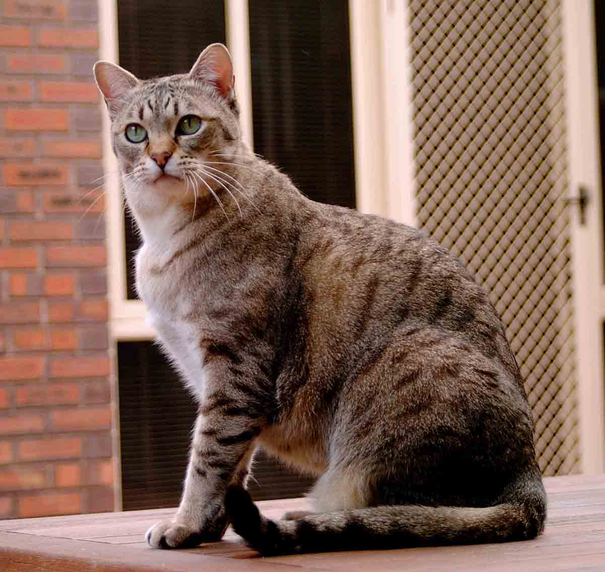 Австралийский мист (австралийская дымчатая кошка)
