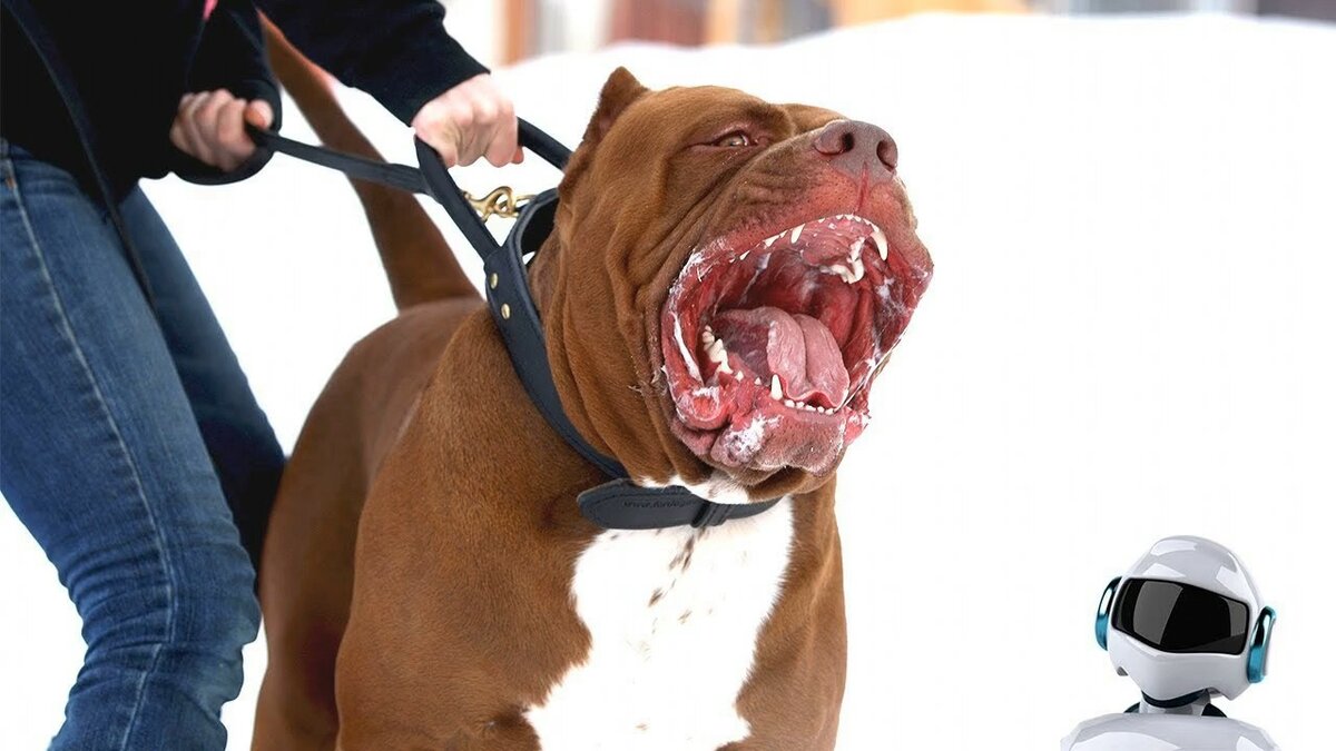 Питбуль Халк: самый большой в мире пес