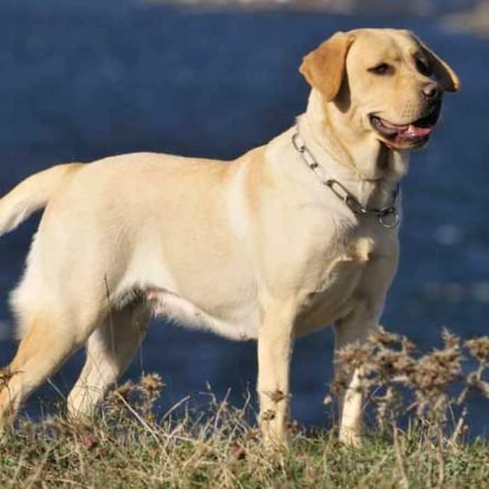 Лабрадор-ретривер: описание породы собак