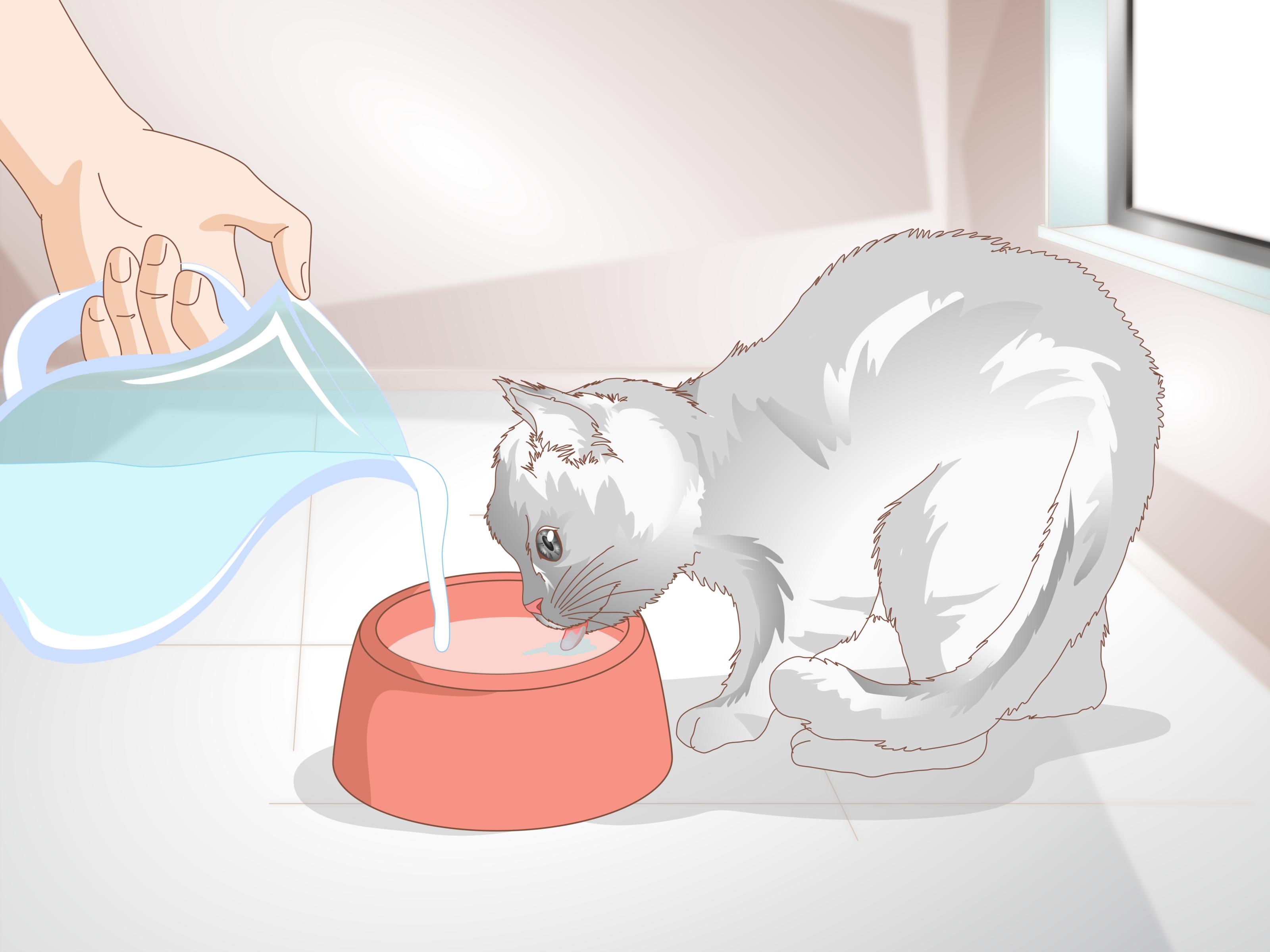 Запор у кота: что делать в домашних условиях