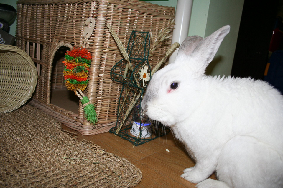 Домашний кролик: уход и содержание в домашних условиях