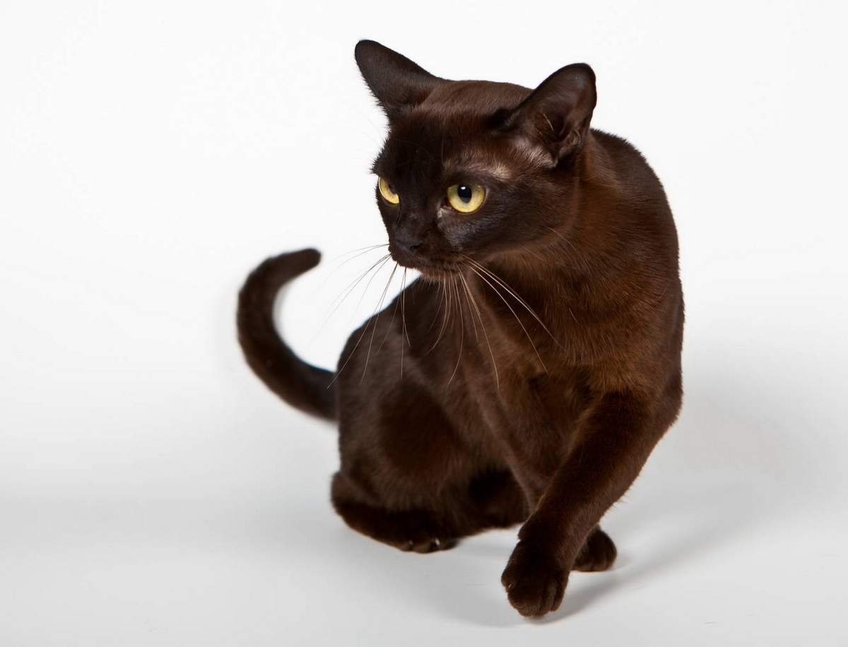Бурманская кошка, характер котят и котов бурм