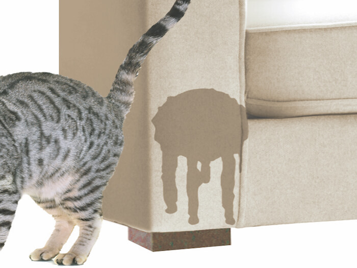 Как метят коты территорию в квартире: что делать