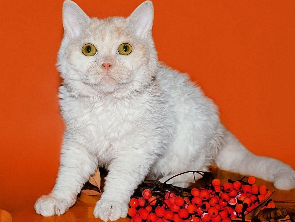 Немецкий рекс: кудрявый кот с безупречным характером