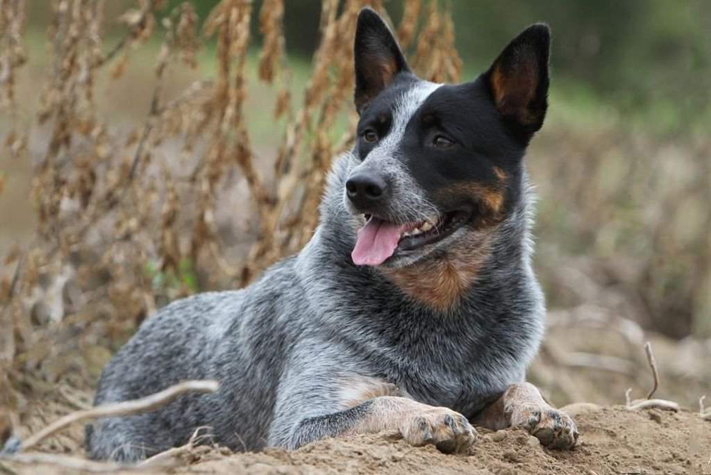 Австралийский хилер (австралийская пастушья собака, австралийский кеттл дог)