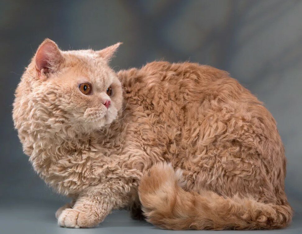 Кудрявые кошки — примеры названий популярных пород