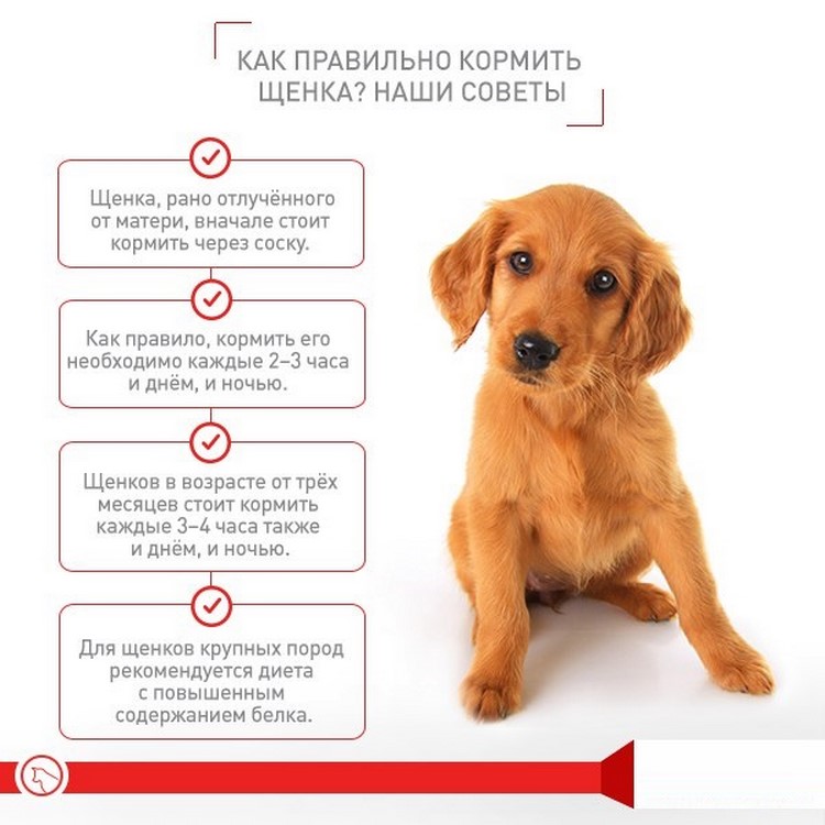 Как часто глистогонить собаку и щенка правильно