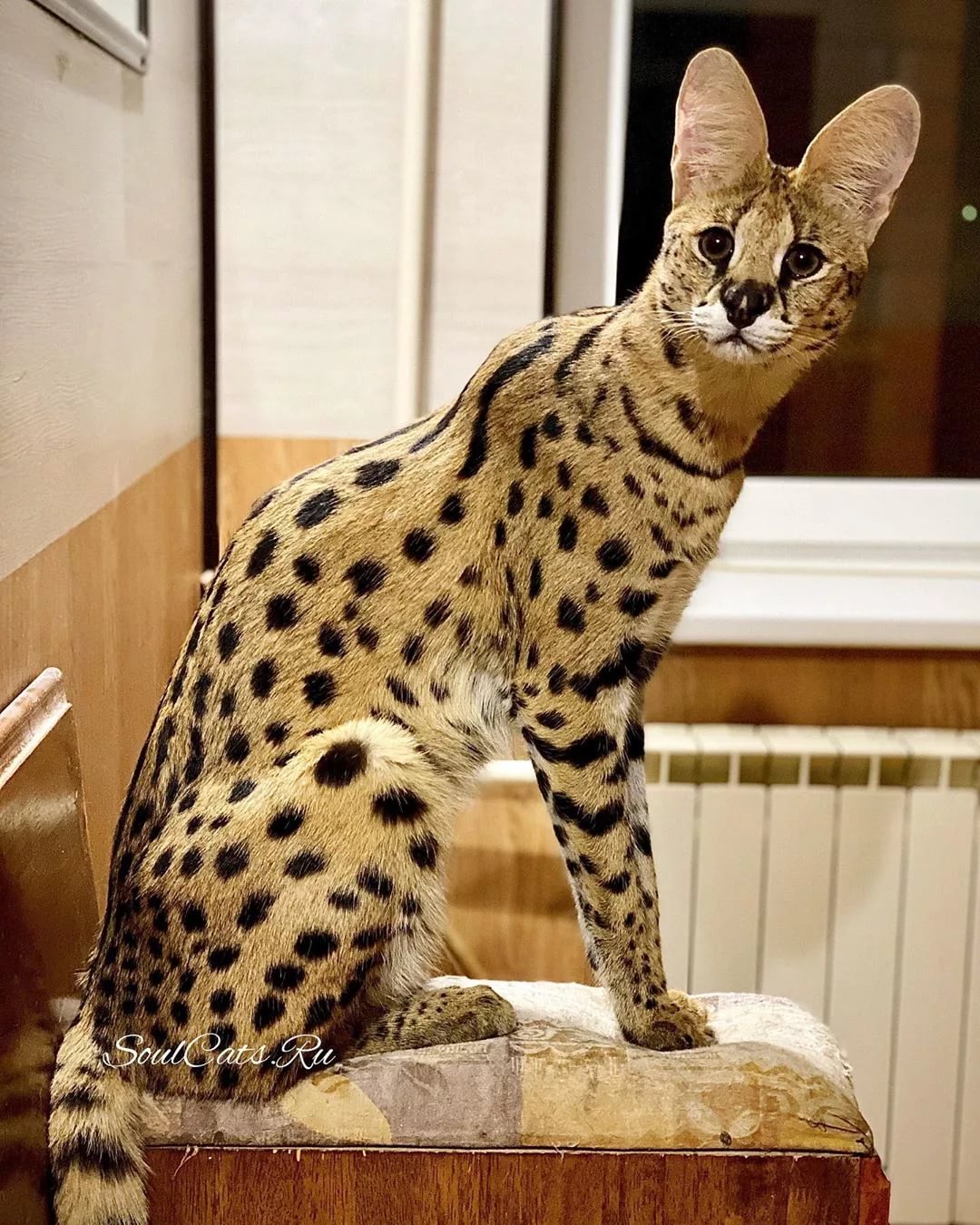 Африканская саванна фото кошка