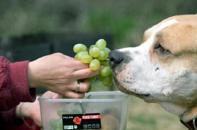 Можно ли собакам виноград