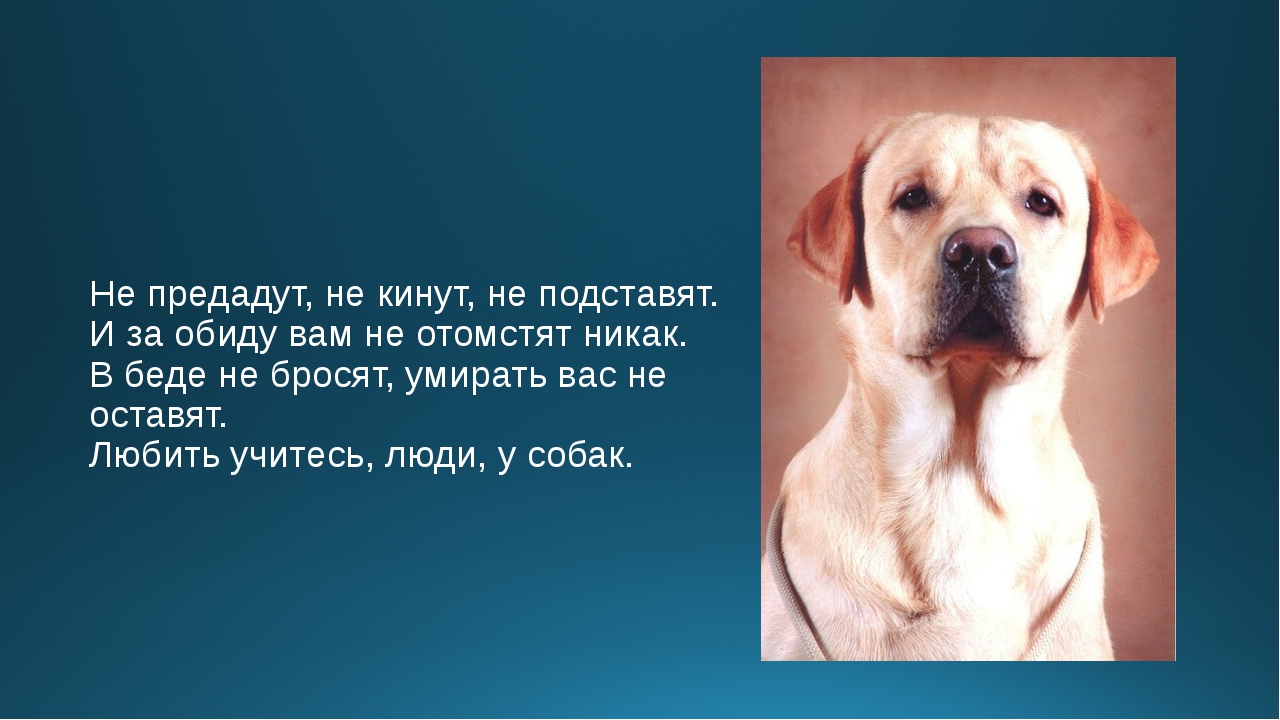 Высказывания о собаках. Фразы про собак. Собака друг человека цитаты. Собака и человек цитаты.