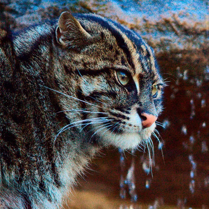 Виверровый кот-рыболов — жизнь на воле и в неволе