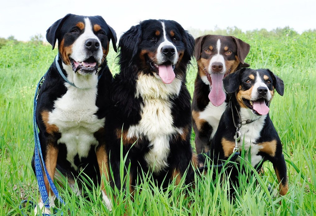 Энтлебухер зенненхунд: описание породы собак