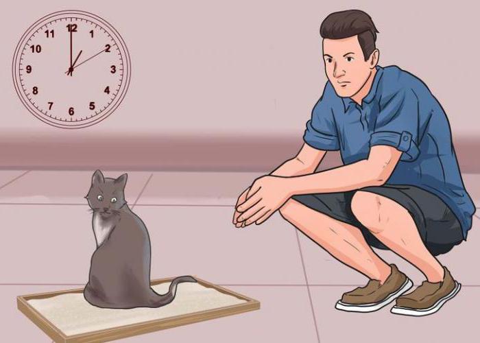 Как правильно и быстро приучить котёнка или кошку к горшку