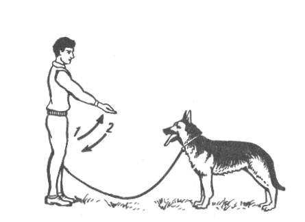 Как научить собаку команде «ко мне» на улице