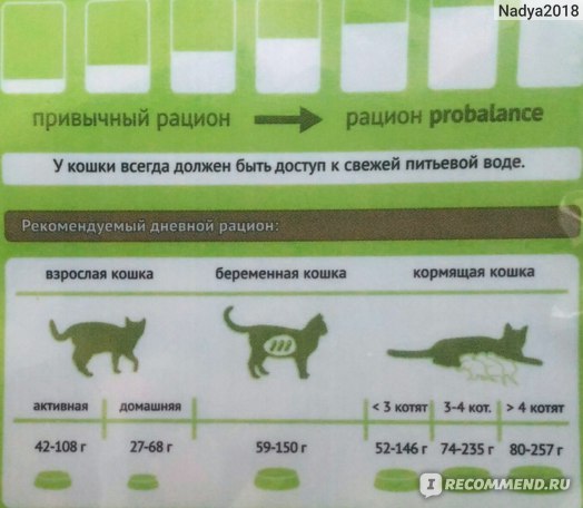 Как организовать питание кошки при имеющихся проблемах с весом