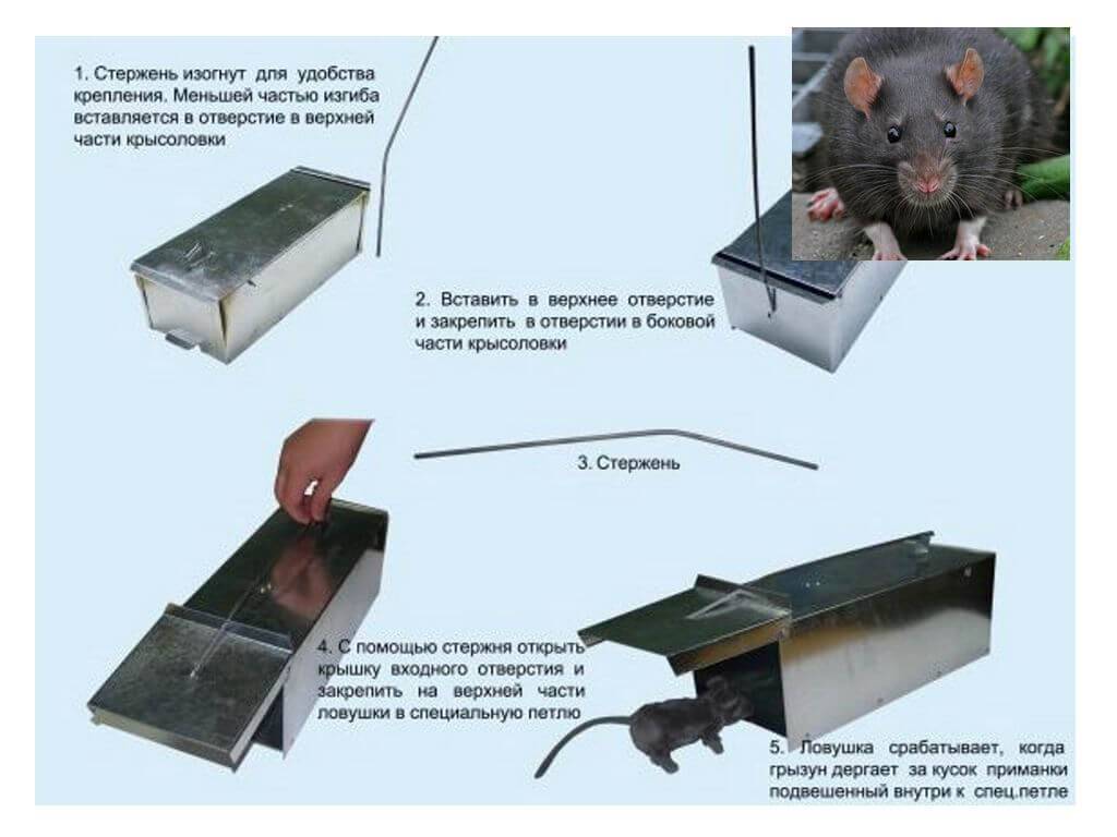 Допускается ли использование мышеловок. Крысоловка Цюрнера чертежи. ЛОВУШКА удавка для крыс. Самодельная электрическая ЛОВУШКА для крыс. Крысоловки самодельные для крыс.