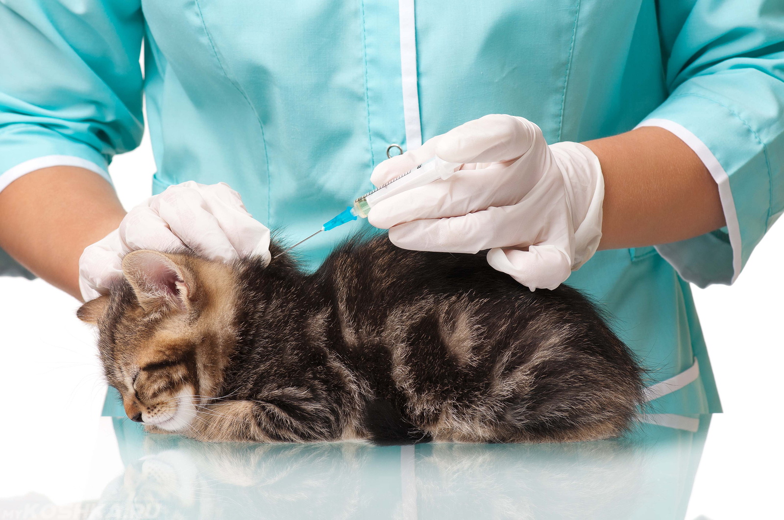 Прививка от бешенства кошке: когда делать вакцину