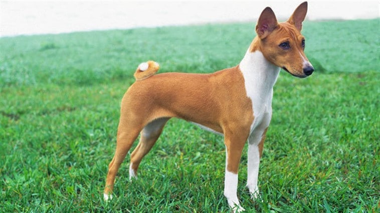 Басенджи (собака): африканская нелающая порода