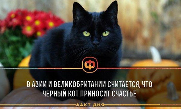 В каких странах черные кошки приносят удачу