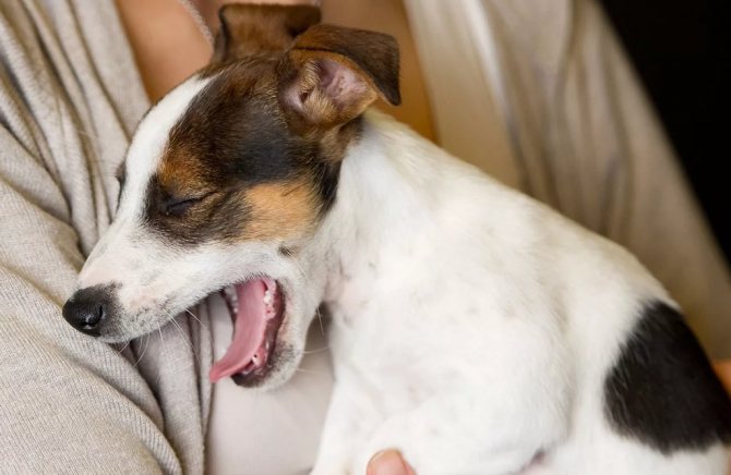 Почему собака дрожит, вялая и часто дышит