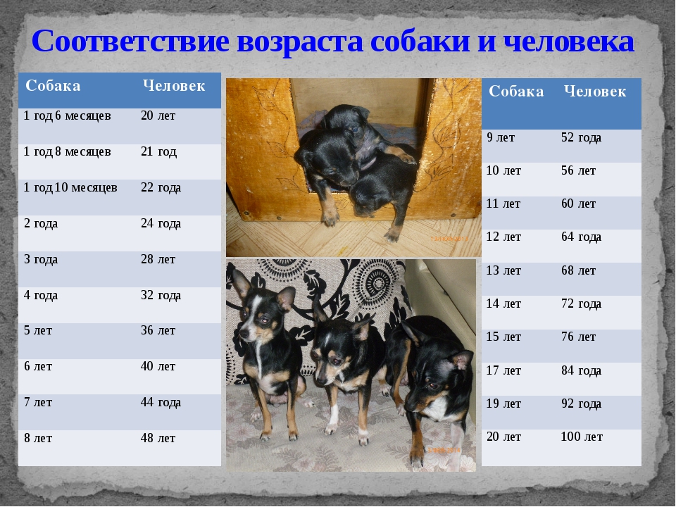 Сколько живут собаки в домашних условиях: таблица по породам