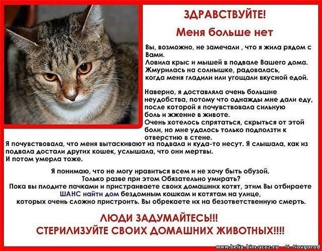 Где и почему запрещены домашние кошки?