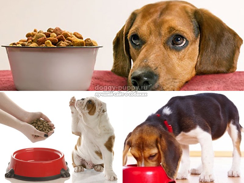 Когда кормить собаку: до или после прогулки