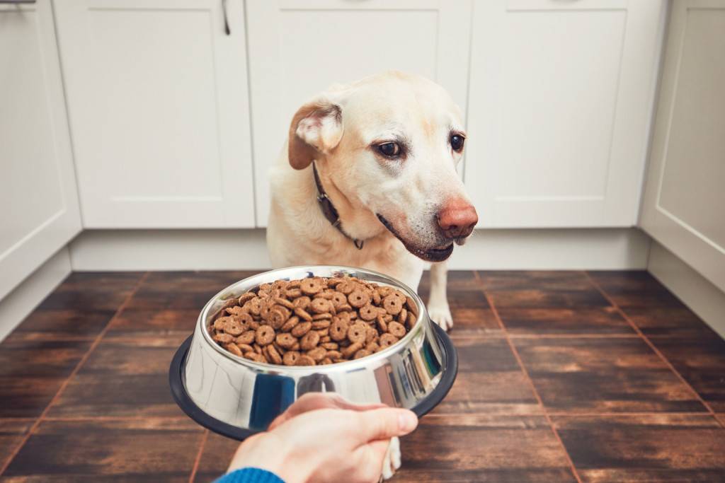 Собака не ест: почему отказывается от еды питомец