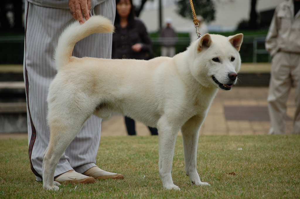Хоккайдо — пёс с душой самурая