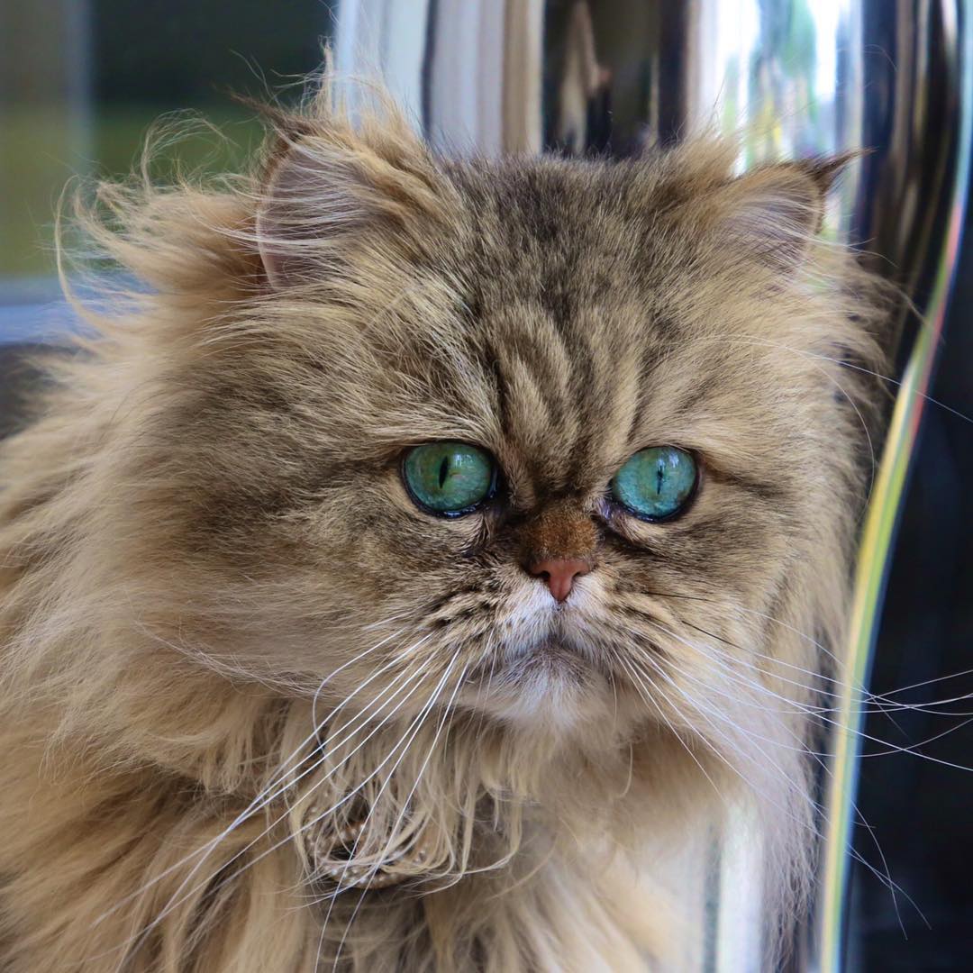 Персидские кошки и коты