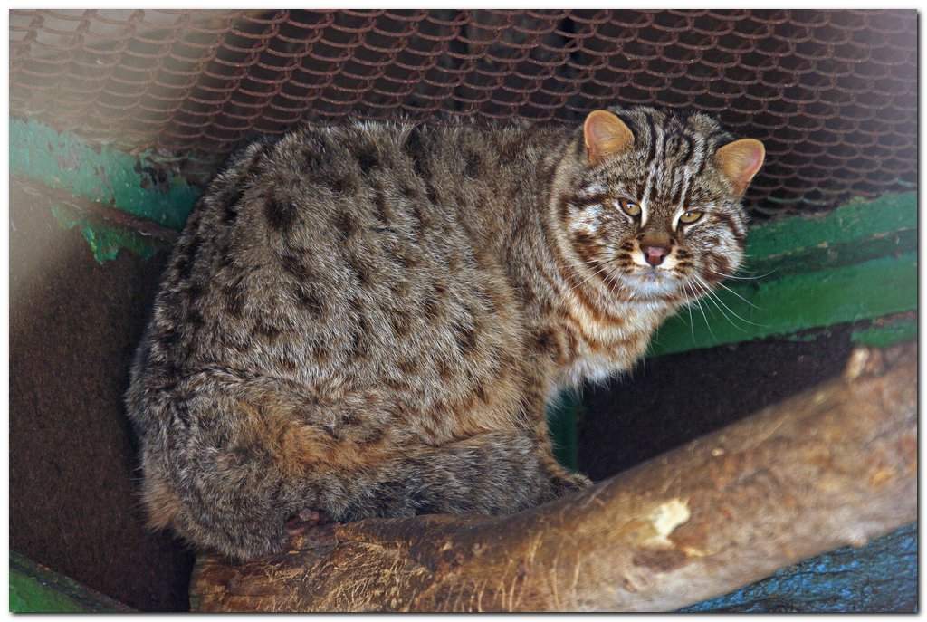 Амурский лесной кот (Дальневосточный леопардовый кот)