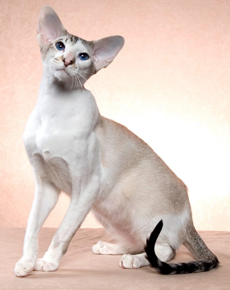 Короткошерстные породы кошек