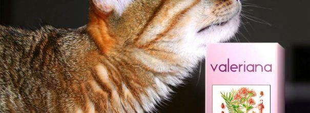 Коты и валериана: подробности непростых отношений