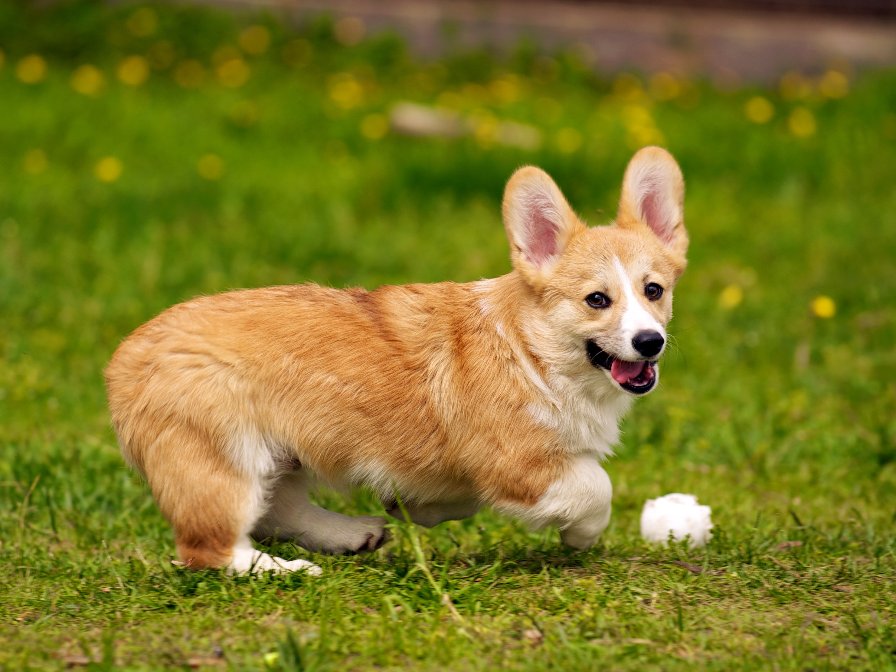 Вельш-корги пемброк — история собак