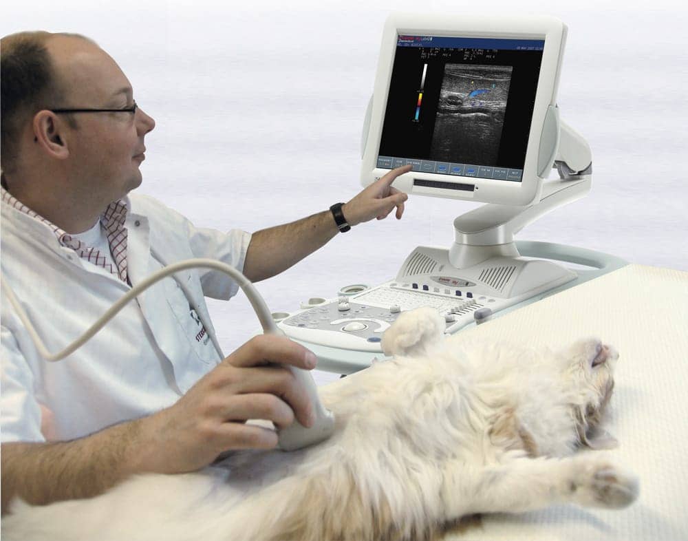 Обследование кошек. Ультразвуковое исследование животных. Ультразвуковое исследование кошки.