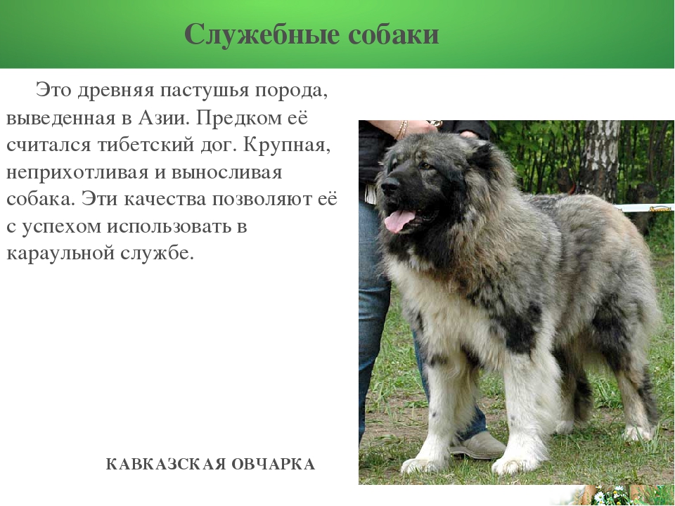 Какие породы собак были выведены в России