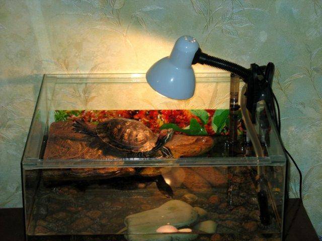 Ультрафиолетовая лампа для черепах — какую выбрать