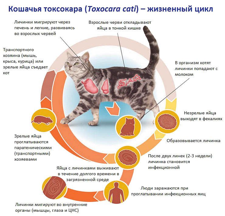 Атаксия у кошек: что это, лечение