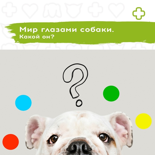 Мир глазами собаки