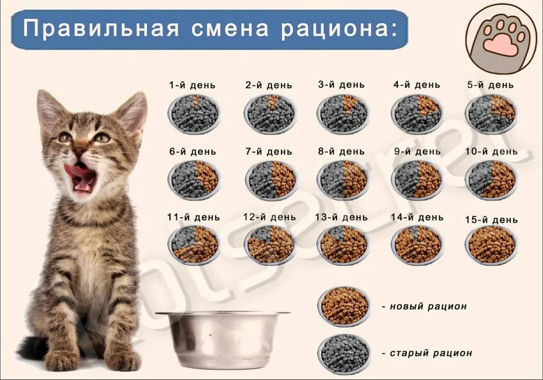 Чем кормить месячного котенка?
