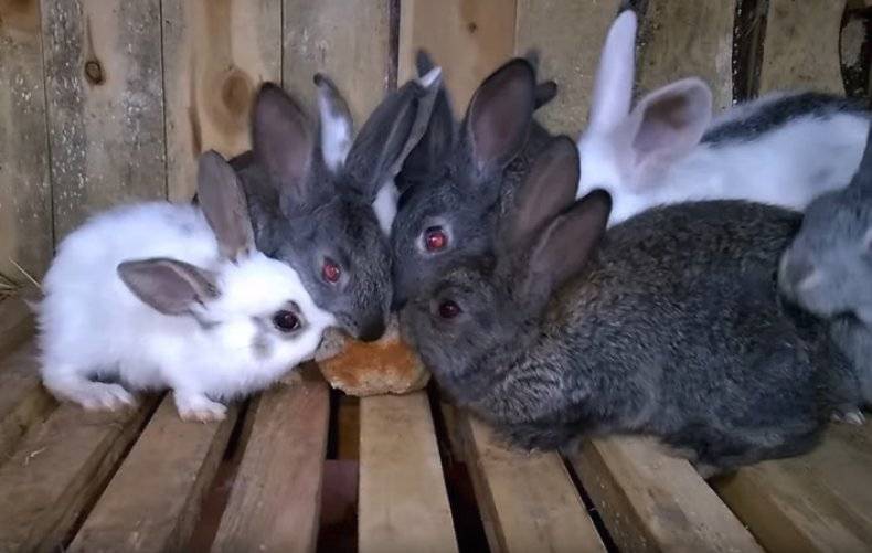 Можно ли кроликам давать хлеб или сухари