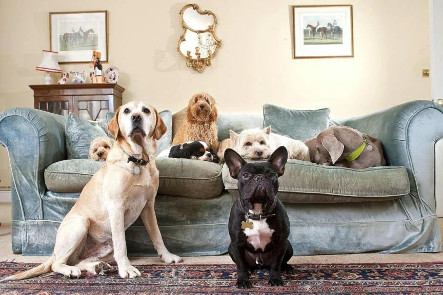 Не друзья человека: 10 пород собак, которым не место в доме